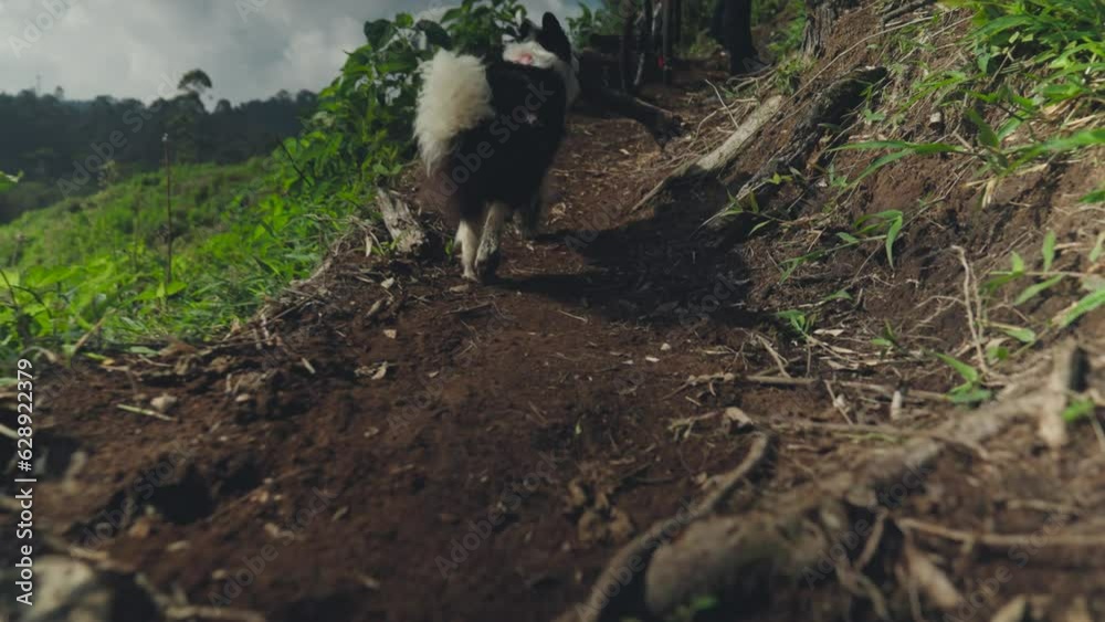 Slow-motion shot of a dog running with trunk in its mouth and a man waiting it with bike Slow-motion shot of a dog running with trunk in its mouth and a man waiting it with bike