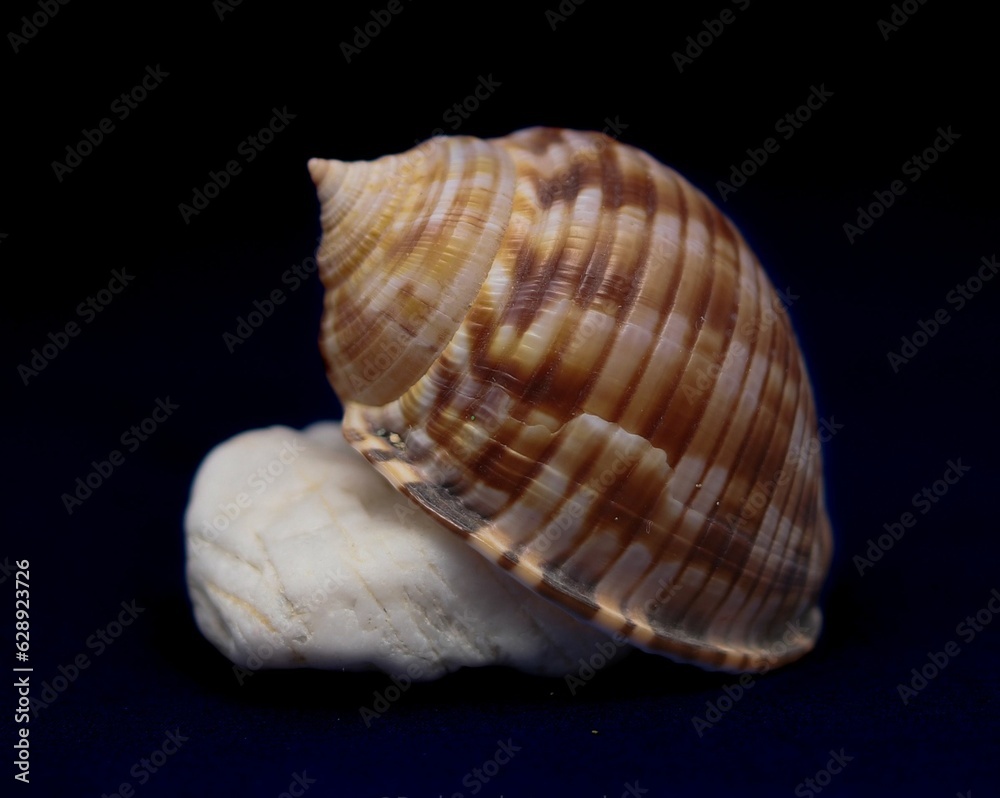 Closeup of a brown and white spiral snail shell is isolated on a black background Closeup of a brown and white spiral snail shell is isolated on a black background