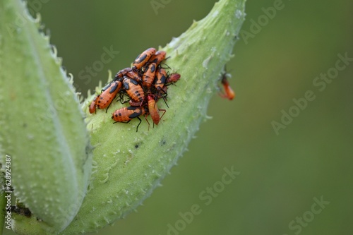 Black and red bugs perched atop a long, thin green stem of a plant