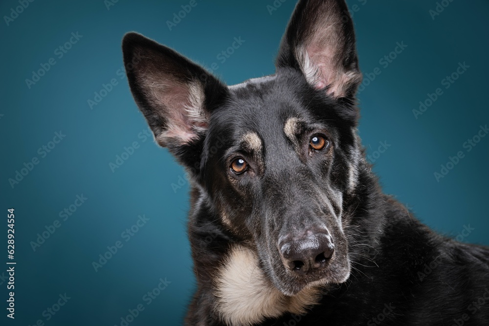 A closeup shot of a cute German Shepherd looking at the camera on a blue background