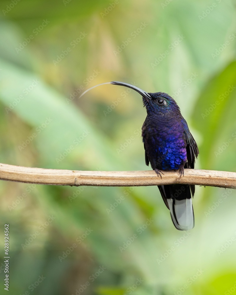 Vertical closeup shot of a violet sabrewing bird perched on a tree branch