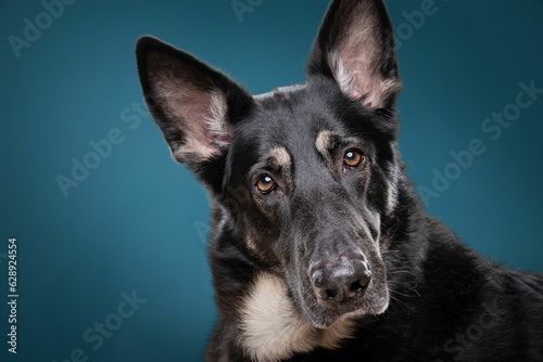 A closeup shot of a cute German Shepherd looking at the camera on a blue background