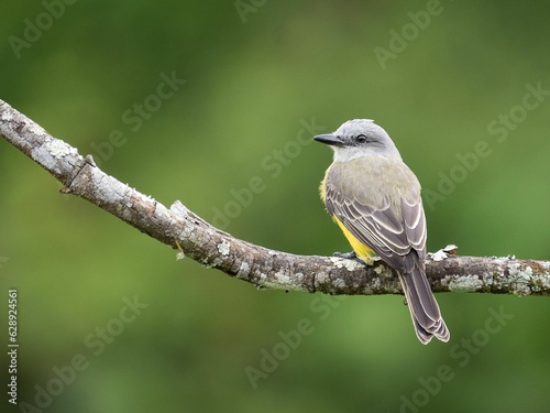 Selective focus shot of a tropical kingbird perched on a tree branch photo