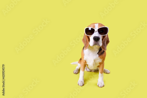 A beagle dog wearing sunglasses on a yellow isolated background. The concept of summer holidays, summer sales. Copy space.
