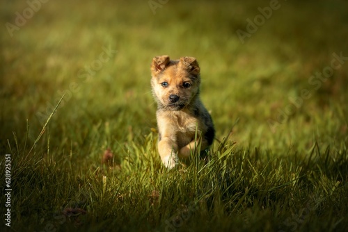 Portrait of a mongrel puppy running in a field © Tamara Fotoveterinaria/Wirestock Creators