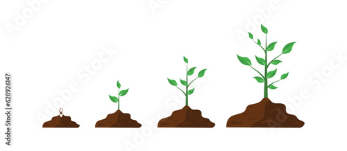 gradual plant growth, from seeds to large plants. on a white background. vector illustration