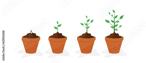 gradual plant growth in pots, from seeds to large plants. on a white background. vector illustration