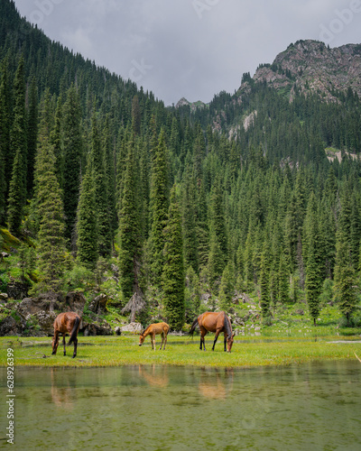 Wild horses staying cool next river in the mountains of Kyrgyzstan, Central Asia. Horse grazing © Pavel Kašák