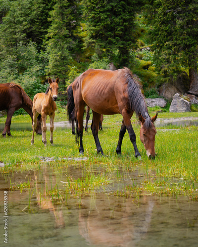 Wild horses enjoying the cool waters in the mountains of Kyrgyzstan, Central Asia