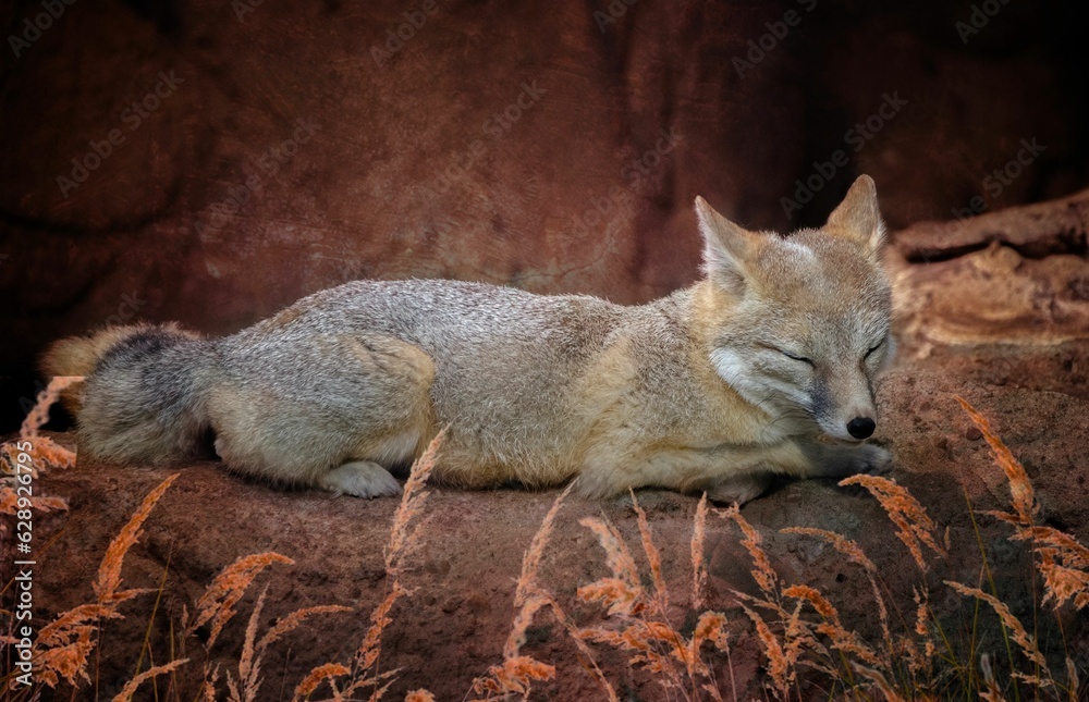 Close-up shot of a gray fox resting on a large rock, its eyes closed Close-up shot of a gray fox resting on a large rock, its eyes closed