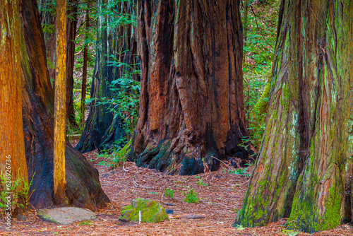 Photos Trail Through Coastal Redwwood Tree Forest, Armstrong Woods State Natural Area,