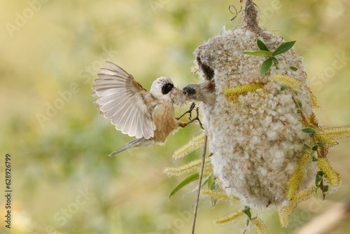 Close up shot of the Penduline tit birds building a nesting