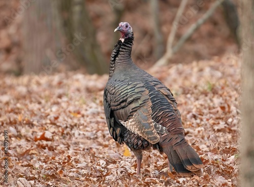 Female wild turkey in the middle of a lush autumnal forest