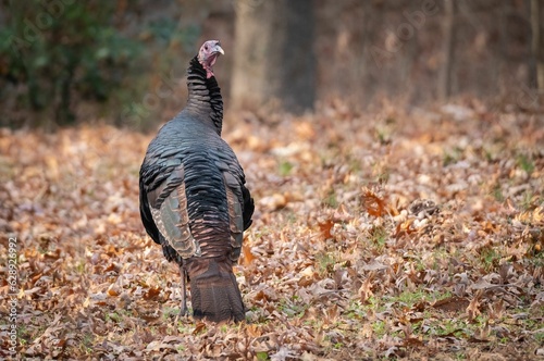 Female wild turkey in the middle of a lush autumnal forest