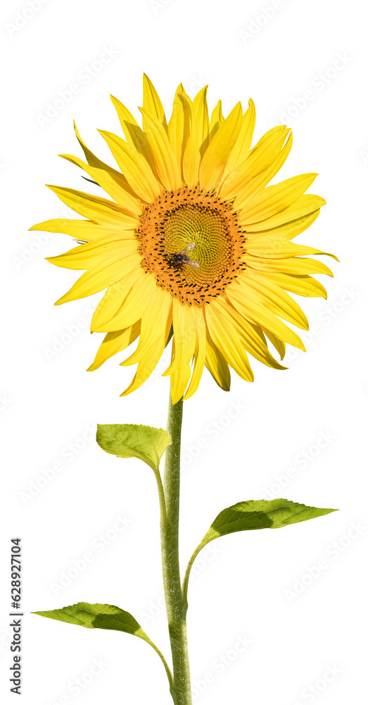 Fototapeta premium Sunflower in full bloom isolated on white background