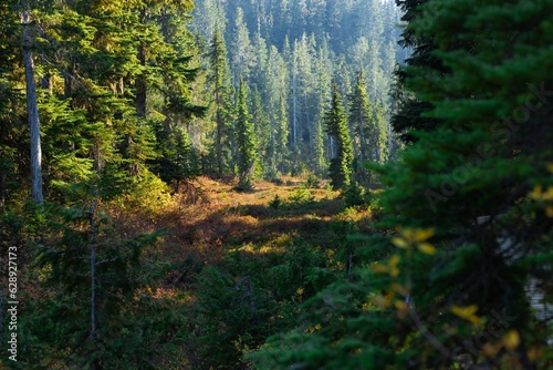 Beautiful forest with lush green trees in the sunlight. Strathcona Provincial Park, Canada.