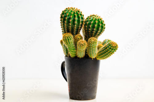 Creative made of cactus with coffee cup on white background. minimal concept. Idea creatively to produce work within an advertising marketing communications