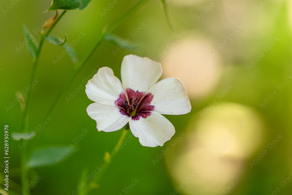 Fototapeta premium Flax Bright Eyes Linum Grandiflorum