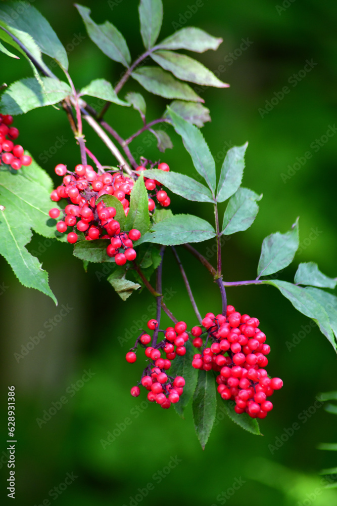 Red Elderberries on Twigs Red Elderberries on Twigs