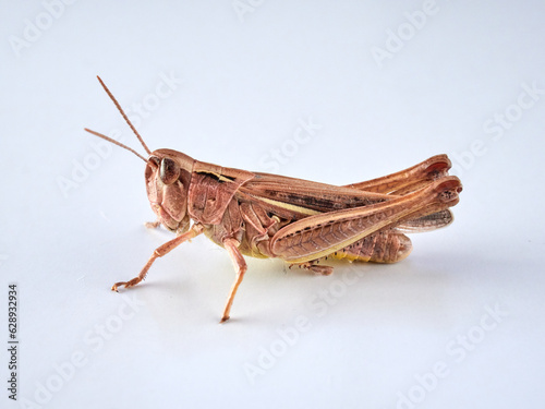 Fotografia Short horned grasshoppers on a white background. Family Acrididae