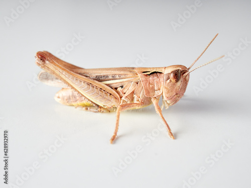 Short horned grasshoppers on a white background. Family Acrididae