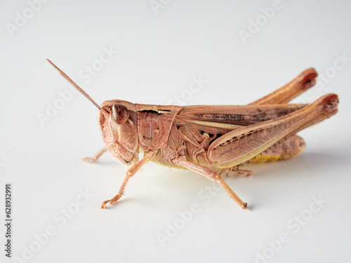 фотографія Short horned grasshoppers on a white background. Family Acrididae