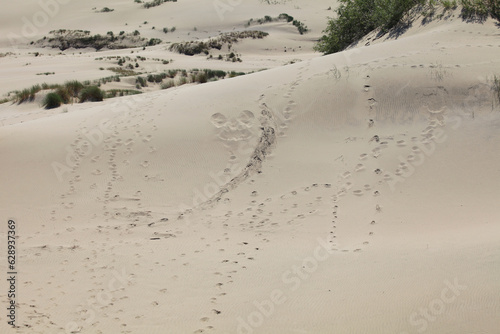 Sand Dune in Curonian Spit  Russia