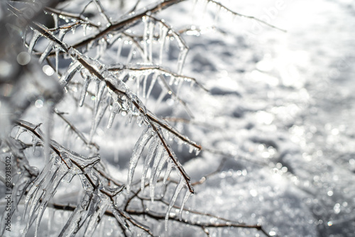Frosted tree branches covered with ice and icicles on the white snowy background. Tallinn, Estonia. Selective focus, blurred background.