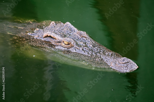 The head of the Siamese Crocodile lat. Crocodylus siamensis on the water surface against the background of the bottom. Marine life, exotic fish, subtropics.