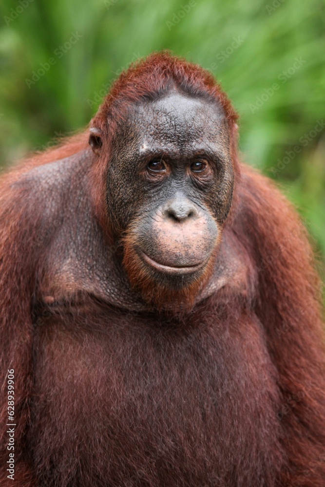 Mature orangutan in the Tanjung Puting national park in Indonesia Mature orangutan in the Tanjung Puting national park in Indonesia