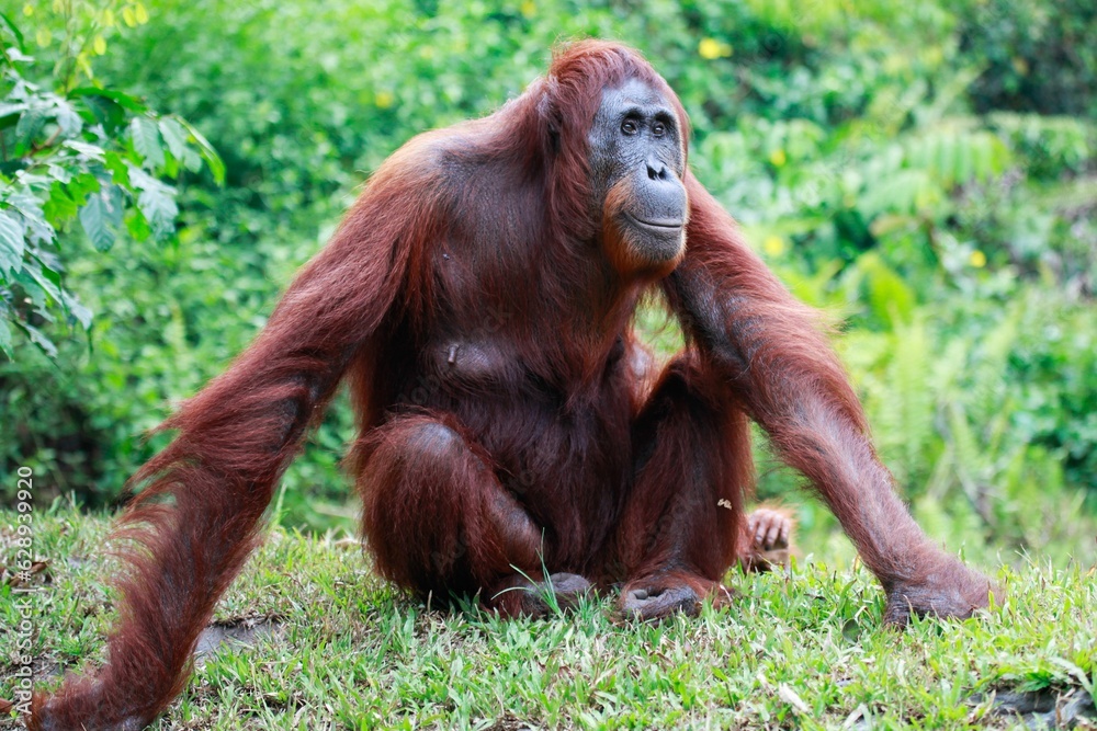 Naklejka premium Mature orangutan in the Tanjung Puting national park in Indonesia