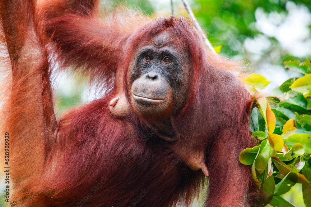 Mature orangutan in the Tanjung Puting national park in Indonesia Mature orangutan in the Tanjung Puting national park in Indonesia