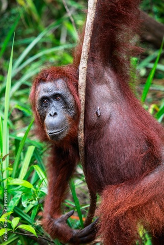 Mature orangutan in the Tanjung Puting national park in Indonesia © Him Himawan/Wirestock Creators