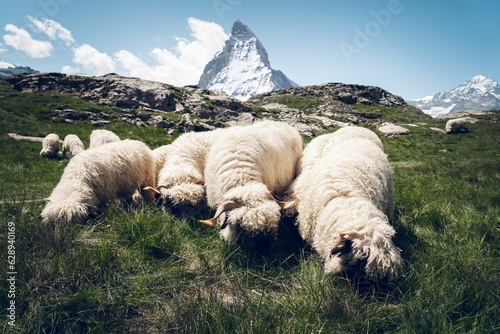 Blackness sheep grazing photo