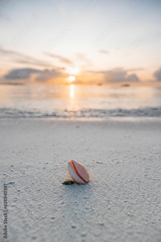 a shell laying in the sand next to the water at sunset a shell laying in the sand next to the water at sunset