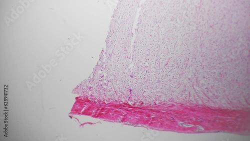 White fibrous tissue of human being filmed under microscope 40x on bright field background. Isolated macro of dense regular connective layers consisting of fibroblasts and having strong structure.