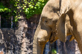 多摩動物園に住む、年老いた象の横顔