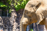 多摩動物園に住む、年老いた象の横顔