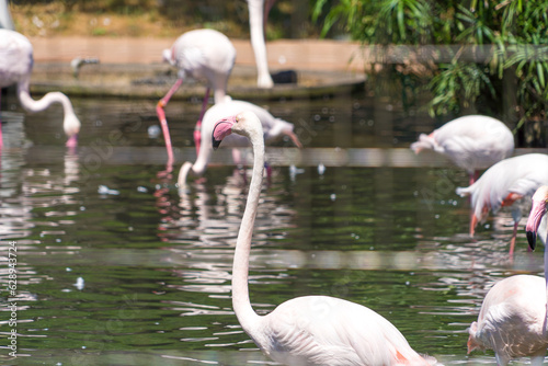 動物園の水場で暮らす、ピンク色のフラミンゴ photo