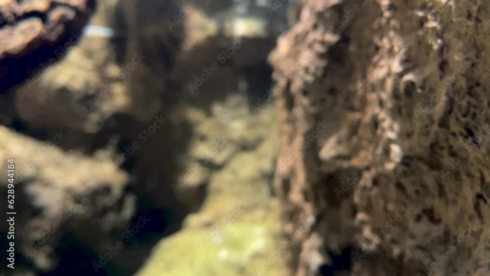Silvery-golden fish moves between the stones at the bottom Silvery-golden fish moves between the stones at the bottom