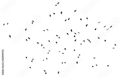 flock of pigeon birds flying on clear background