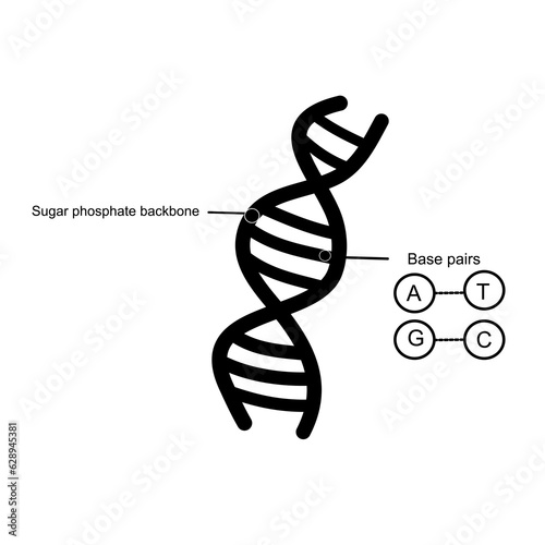 The DNA structure that shows important component: Sugar phosphate backbone and Complementary base pairs (Adenine, Thymine, Guanine and cytosine)