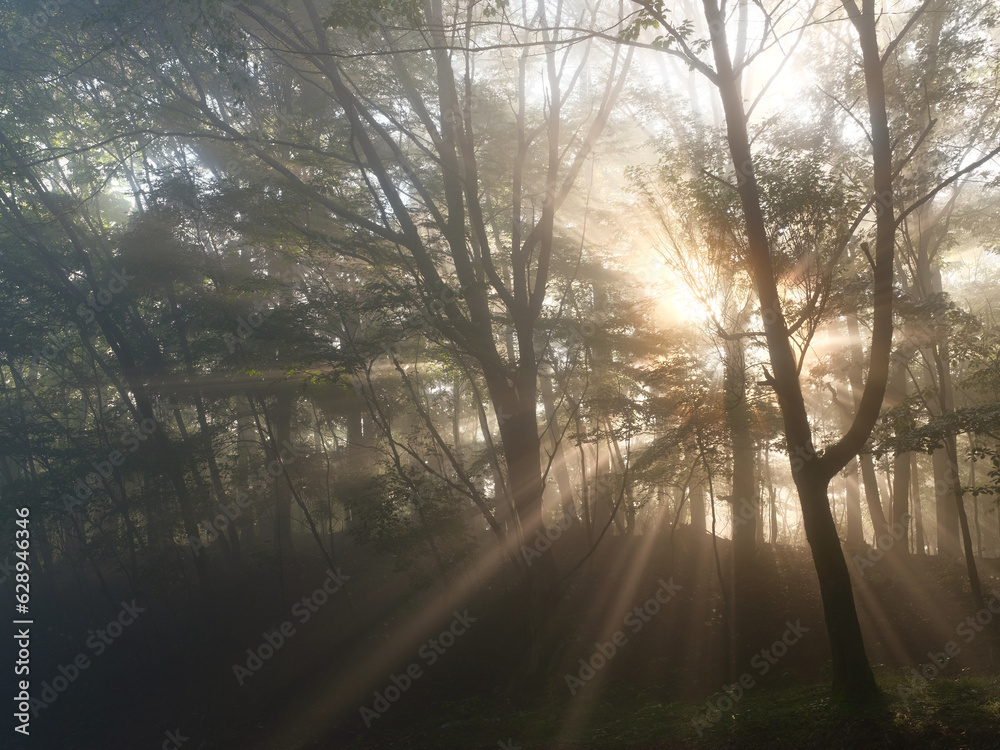 Fototapeta premium 森の中に光が差し込む