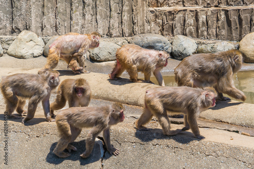 動物園に住む、猿山の猿の暮らし photo