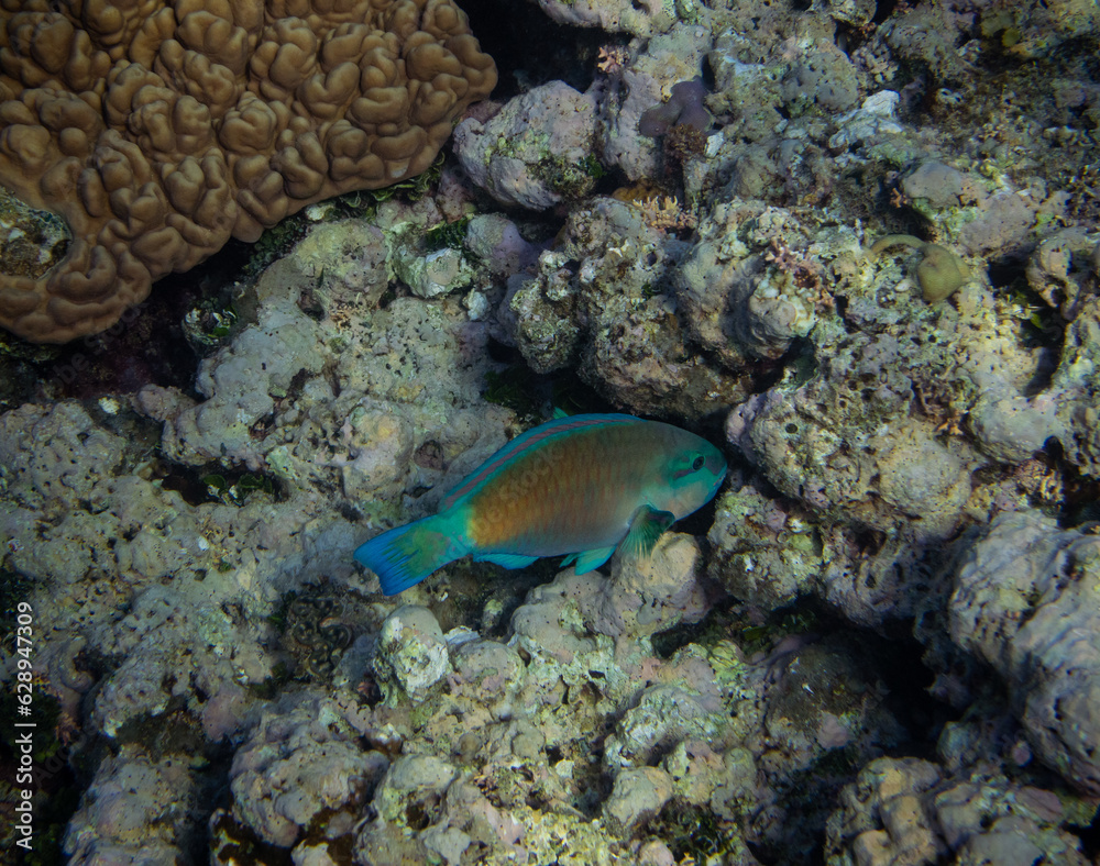 Greenbelly parrotfish - Scarus falcipinnis, Australia. Greenbelly parrotfish - Scarus falcipinnis, Australia.