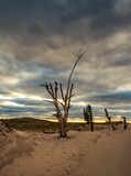 an image of some dead trees on a sandy beach under a cloudy sky