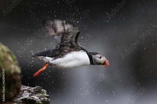 Majestic puffin bird in flight with water splashing off its wings