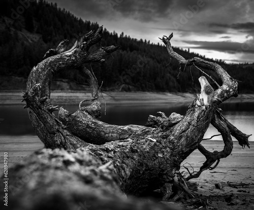 Large fallen tree trunk lies across a tranquil body of water