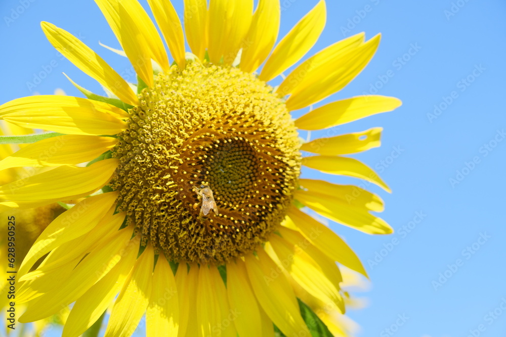 清瀬のひまわり Sunflowers in Kiyose 清瀬のひまわり Sunflowers in Kiyose
