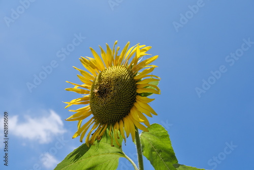 Fototapeta Naklejka Na Ścianę i Meble -  清瀬のひまわり　Sunflowers in Kiyose
